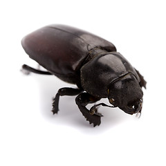 Image showing black bug