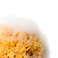 Image showing natural sponge with soap foam