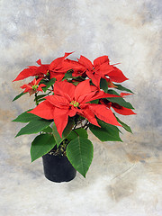 Image showing Poinsettias Still Life