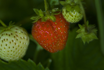 Image showing the fresh ripe  and unripe green berrie 