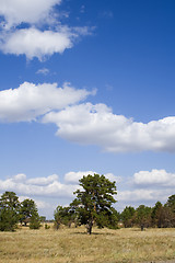 Image showing Landscape with pine tree under cloudy blue sky