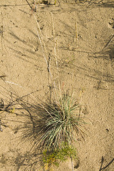 Image showing Clumps of dune grass in sand