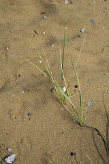 Image showing Clumps of dune grass in sand