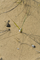 Image showing Clumps of dune grass in sand