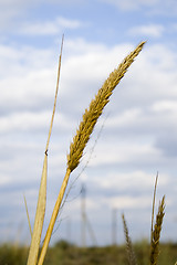 Image showing Ear of grass on cloudy sky background