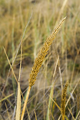 Image showing Ear of grass at summer in Kazakhstan