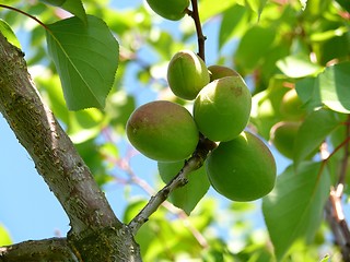 Image showing Unripe apricots