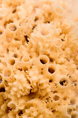 Image showing natural bath sponge