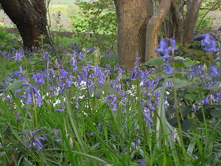 Image showing woodland flowers