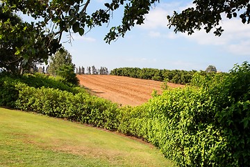 Image showing Small trees in nursery garden among meadows and forests