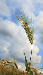 Image showing Barley field