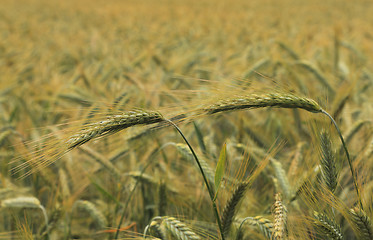 Image showing Cereals field