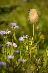 Image showing Montana wildflowers