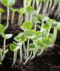 Image showing Basil seedlings