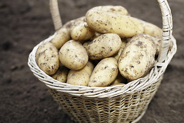 Image showing Harvest