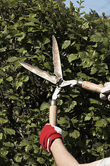 Image showing Trimming the hedge