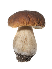 Image showing Porcini