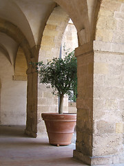 Image showing Olive-tree under arch