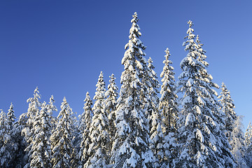 Image showing Spruces forest