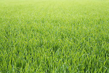 Image showing Grassy background