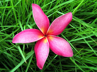 Image showing Flower on grass