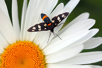 Image showing Butterfly on daisy