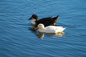 Image showing Birds