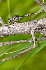 Image showing Dragonfly
