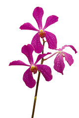 Image showing Pink Orchids