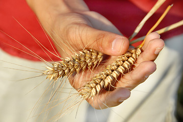Image showing Wheat ears in hand