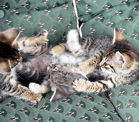 Image showing Kitten playing