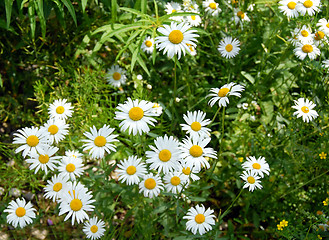 Image showing Summer daisy background