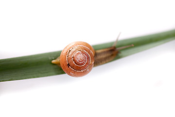 Image showing snail