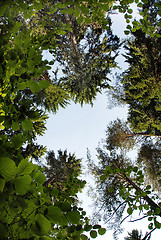 Image showing Tree crown frame