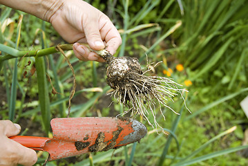 Image showing Gardening