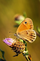 Image showing Meadow brown butterfly on Knapweed