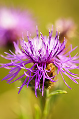 Image showing Knapweed flower