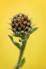 Image showing Knapweed plant