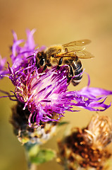 Image showing Honey bee on Knapweed