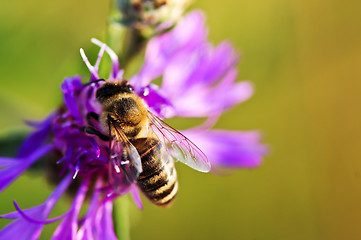 Image showing Honey bee on Knapweed