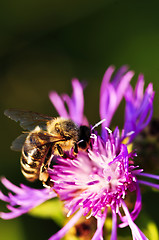 Image showing Honey bee on Knapweed