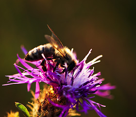 Image showing Honey bee on Knapweed