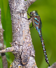 Image showing Large Dragonfly