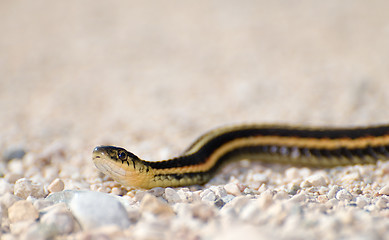 Image showing Garter Snake