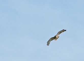 Image showing Hawk