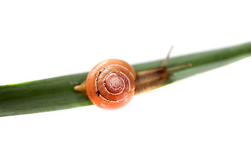 Image showing snail