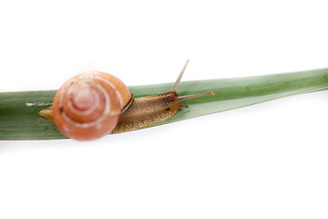 Image showing snail