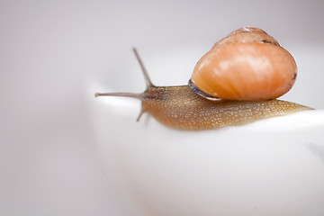 Image showing snail