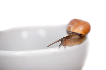 Image showing snail