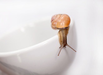 Image showing snail